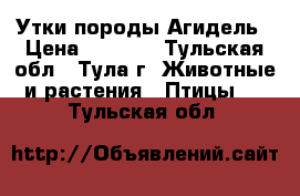 Утки породы Агидель › Цена ­ 5 000 - Тульская обл., Тула г. Животные и растения » Птицы   . Тульская обл.